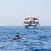 Escapada en Catamarán y delfines- Grupoxplorer