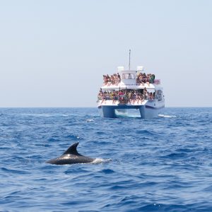 Escapada en Catamarán y delfines- Grupoxplorer