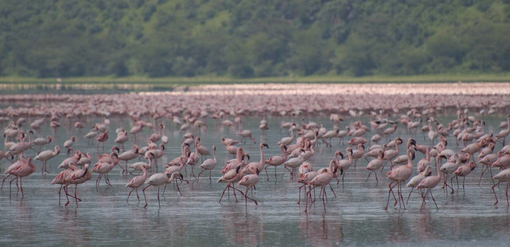 Flamingos,_Lake_Nakuru