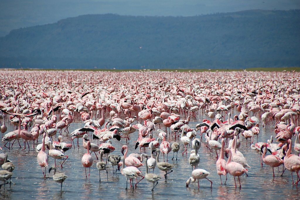 1024px-Large_number_of_flamingos_at_Lake_Nakuru