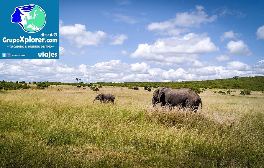 1024px-Masai_Mara_Wildlife_(120793085)