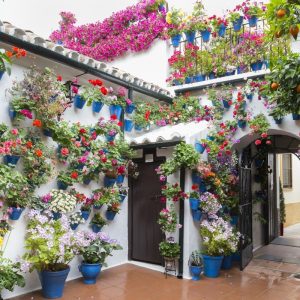 patios_de_c_rdoba_flowerpot_green_cordoba_spain_flowers_flower_potted_plant-573534