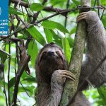sloth-three-finger-sloth-jungle-costa-rica