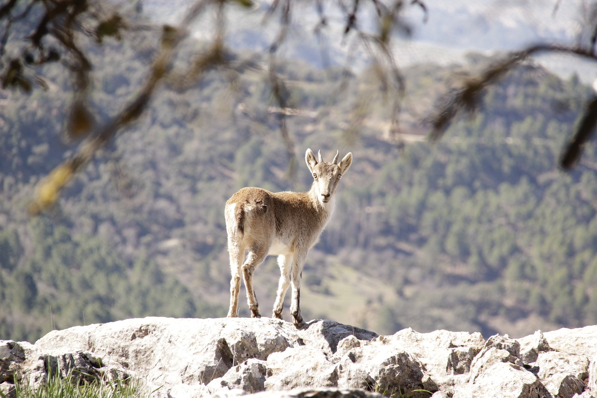cazorla-2690360_1920