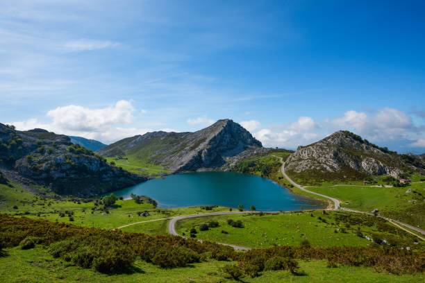Enol lake in mountains with cows and sheeps on green pasture in national park Picos de Europa, Spain